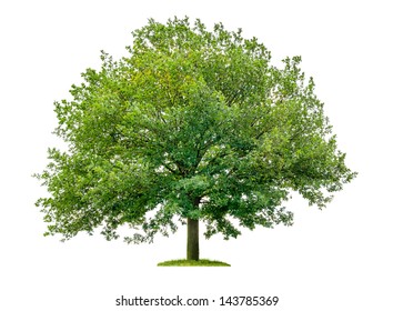 Isolated Oak Tree On A White Background