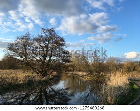 Isolated oak tree without leaf (leaves) on the river, grass meadow and wooden walkway of UEA Wildlife trail (Yare valley route), University of East Anglia, Norwich, Norfolk, United Kingdom, Europe. 