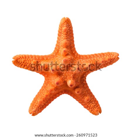 Isolated objects: orange starfish, isolated on white background, closeup shot