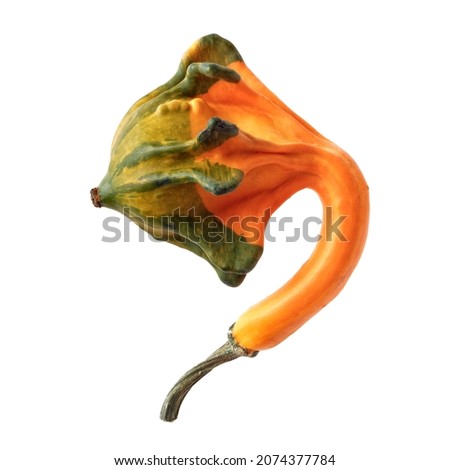 Isolated objects: single decorative pumpkin, small and crooked, on white background