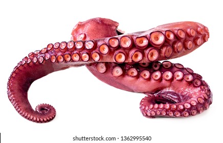 Isolated Octopus. Tentacles of octopus isolated on white background. Seafood concept.
