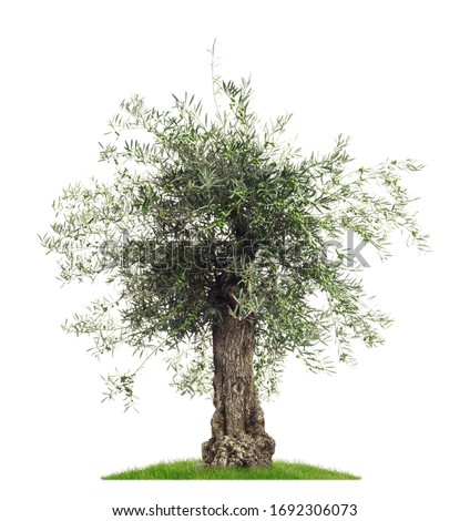 Isolated Olive tree with olives on a white background as a cutout