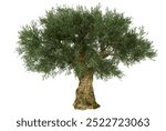 Isolated Olive Tree on a White Background