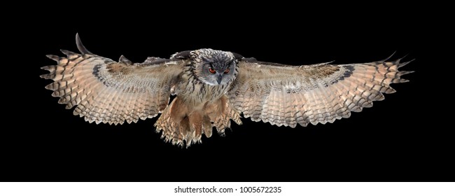 Isolated on black background, Eagle owl, Bubo bubo, giant owl flying directly at camera with fully outstretched wings. Owl with bright orange eyes. Nocturnal bird of prey in back light. - Shutterstock ID 1005672235