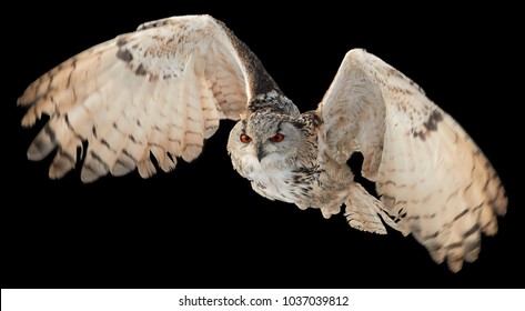 Isolated on black background, Eagle owl, Bubo bubo, biggest european owl flying    to camera with  outstretched wings. Eagle-owl isolated on black.