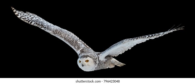 Image result for free images of snowy owl flying at night