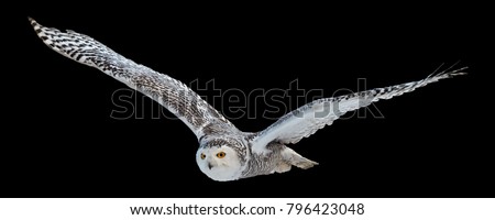 Isolated on black background,  flying beautiful Snowy owl Bubo scandiacus. Magic white owl with black spots and bright yellow eyes flying with fully outstretched wings. Symbol of arctic wildlife. 