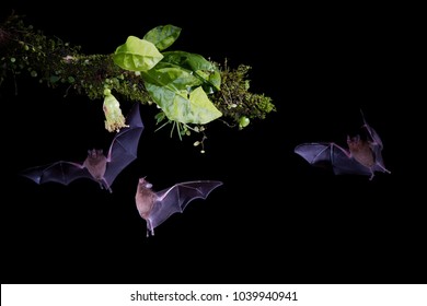 Isolated On Black, Group Of Pallas's Long-Tongued Bats, Glossophaga Soricina, Nocturnal Animals, Feeding By Long Tongue On Nectar From Tropical Flower. Flash Photography. Costa Rica. 