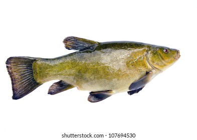 isolated on white background big tench after fishing