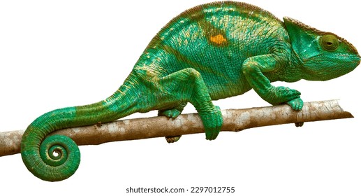 Isolated on white background, Bright green Parson's chameleon, Calumma parsonii, huge colourful chameleon climbing up tree branch, curled tail, Wild animal, Madagascar. - Powered by Shutterstock