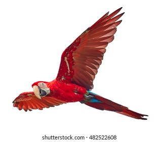 Isolated On White Background, Bright Red And Blue South American Parrot,  Ara Macao, Scarlet Macaw, Flying With Outstretched Wings, Amazonian Bird. 