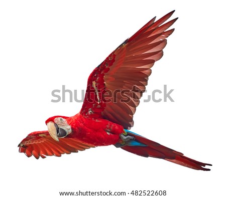 Isolated on white background, bright red and blue south american parrot,  Ara macao, Scarlet Macaw, flying with outstretched wings, amazonian bird. 