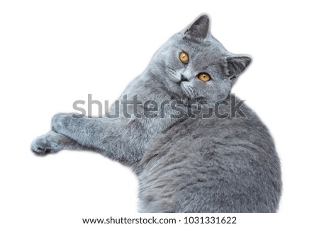 Similar – Image, Stock Photo cat wash Animal Pet Cat