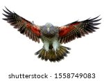 Isolated on white background, brown-green, protected mountain parrot, Kea, Nestor notabilis, flying directly on camera, orange feathers can be seen under the outretched wings.South Island, New Zealand