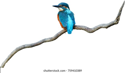 Isolated on white background, colorful, bright blue bird, Common Kingfisher  Alcedo atthis perched on twisted root. 