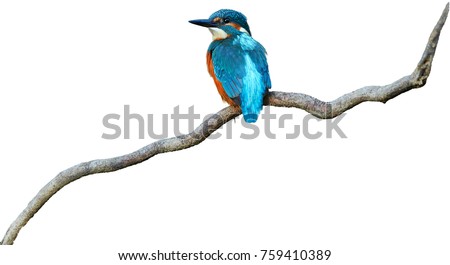 Isolated on white background, colorful, bright blue bird, Common Kingfisher  Alcedo atthis perched on twisted root. 