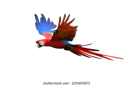 Isolated on white background, flying amazonian parrot, red and blue colored Scarlet Macaw, Ara Macao. Outstretched blue wings and red tail, side view. Wild animal, Brasilia. - Powered by Shutterstock