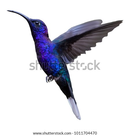 Isolated on white background, glittering blue hummingbird, Campylopterus hemileucurus, Violet Sabrewing in flight. Hovering tropical hummingbird. Ready for various purpose. 