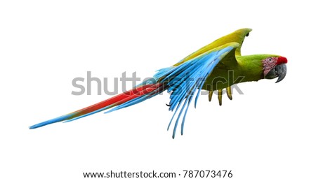 Isolated on white background, Great green macaw, Ara ambiguus, also known as Buffon's macaw. Green-yellow, wild, endangered tropical american parrot, flying with outstretched wings.  