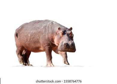 Isolated on white background, Hippo, Hippopotamus amphibius, low angle, direct view of big bull hippo staring at camera. Dangerous situation when photographing wild animals. 
