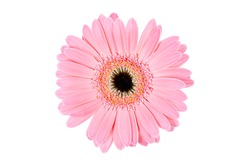 Isolated On White Background Image Of Gerbera Flower Close-up. Oil Paint Processed Using The Technique. The Basis For A Postcard Or Banner