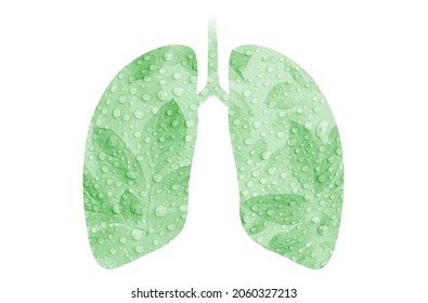 Isolated On White Background Lungs Bronchial Tubes Abstraction Leaves With Water Drops