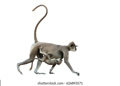 Isolated On White Background, Mother Monkey  With Baby,  Gray Langur, Semnopithecus Entellus, Carrying A Baby On Her Stomach. Anuradhapura, Sri Lanka.