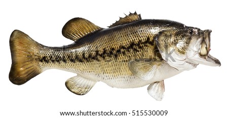 Isolated on white background a mounted largemouth or black bass. Artful taxidermy. Horizontal.
