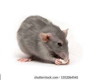Isolated on white background a rat gnaws a pumpkin seed. Pink ears, black eyes, decorative rat, pet.