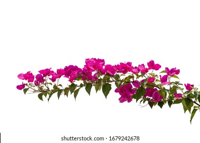 18,909 Bougainvillea isolated Images, Stock Photos & Vectors | Shutterstock