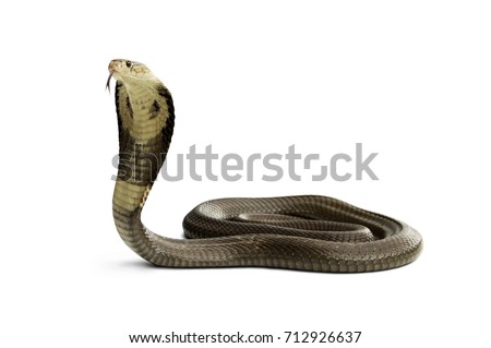 Isolated on white background of Snake monocled siamese cobra ( Naja kaouthia ). dangerous serious venomous cobra snake is a species widespread across South and Southeast Asia.