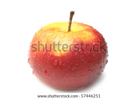isolated on a white background. studio.
