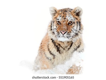 Isolated On White Background, Young Siberian Tiger, Panthera Tigris Altaica,  Male With Snow In Fur,  Running In Snow Directly At Camera.  Winter. 