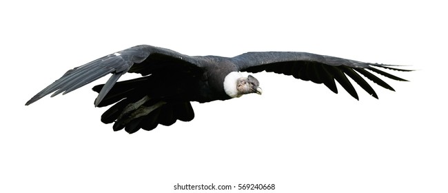 Isolated on white, close up Andean condor, Vultur gryphus, flying  with outstretched wings.
Largest flying bird in the world, large black vulture, on white background. 
