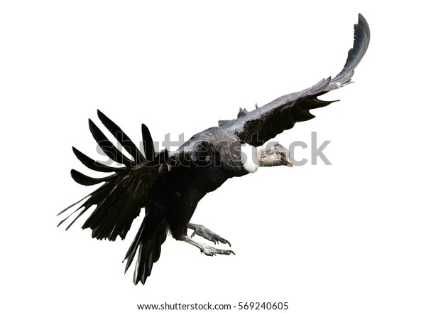 白い背景にアンデスのコンドルの接写 バルトゥール グリフス 翼を広げて着陸 白い背景に大きな黒いハゲの 世界最大の飛ぶ鳥 の写真素材 今すぐ編集