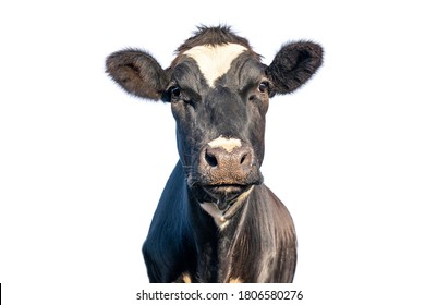 Isolated on white cow, looking friendly, portrait of a mature and calm cow, gentle look