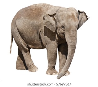 Isolated On White Elephant By Clipping Stock Photo 57697567 | Shutterstock