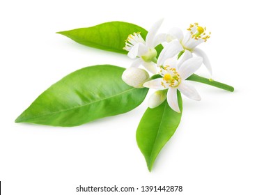 Isolated orange blossoms. Blooming branch of orange tree with flowers and leaves isolated on white background with clipping path - Shutterstock ID 1391442878