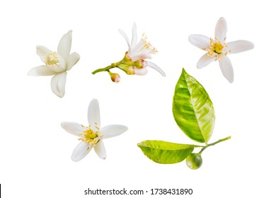 Isolated orange blossoms. Small branch of orange tree with flowers and leaves isolated on white background