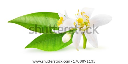 Isolated orange blossoms. Small branchlet of orange tree with leaves and flowers isolated on white background with clipping path