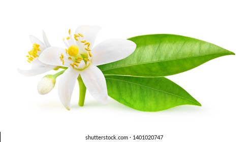 Isolated orange flowers. Blossoming branch of orange tree isolated on white background with clipping path - Shutterstock ID 1401020747