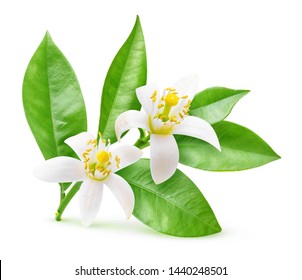 Isolated orange flowers. Blossoming branch of orange tree isolated on white background with clipping path