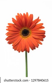 Isolated Orange Gerbera Flower