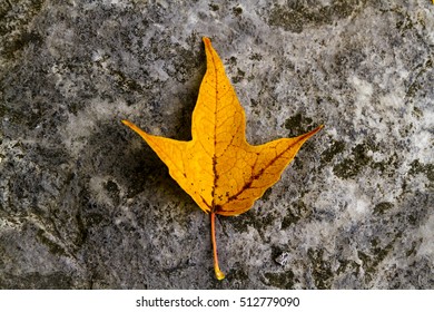Isolated Orange Maple Leaf on a Rock