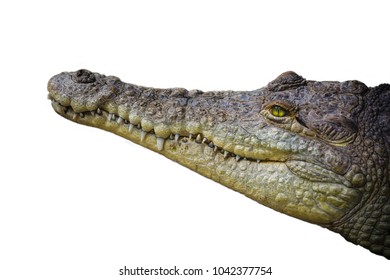 Isolated Orinoco Crocodile Profile On White Background