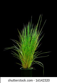 Isolated Ornamental Grass On Black