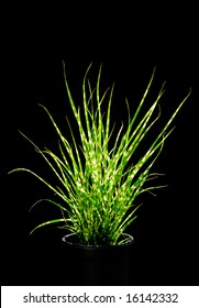 Isolated Ornamental Grass On Black