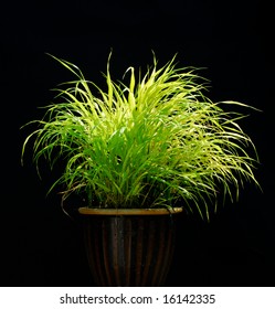 Isolated Ornamental Grass On Black