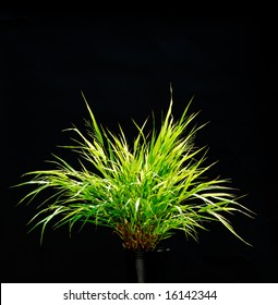 Isolated Ornamental Grass On Black