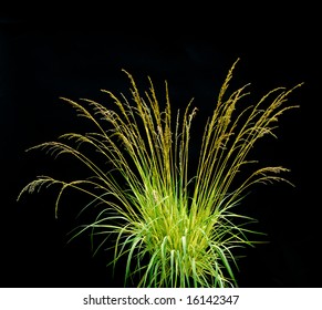 Isolated Ornamental Grass On Black